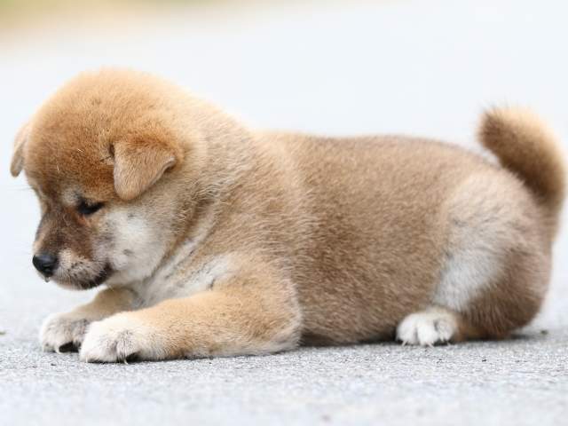 fp5a1401-puppy fp5a1401-puppy