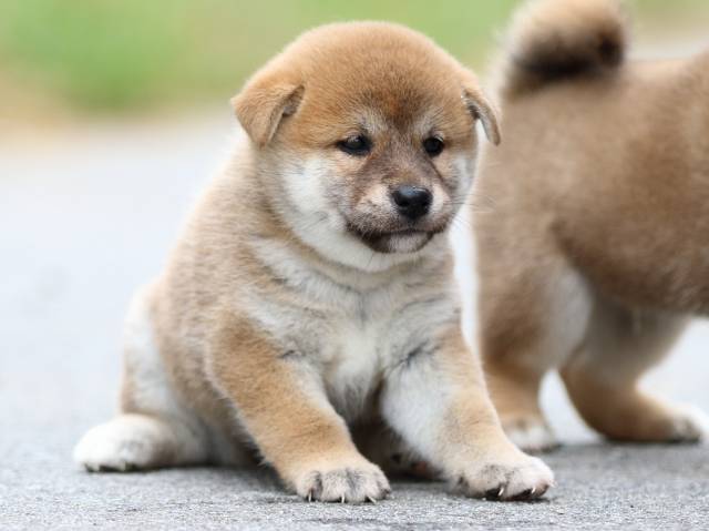 fp5a1408-puppy fp5a1408-puppy