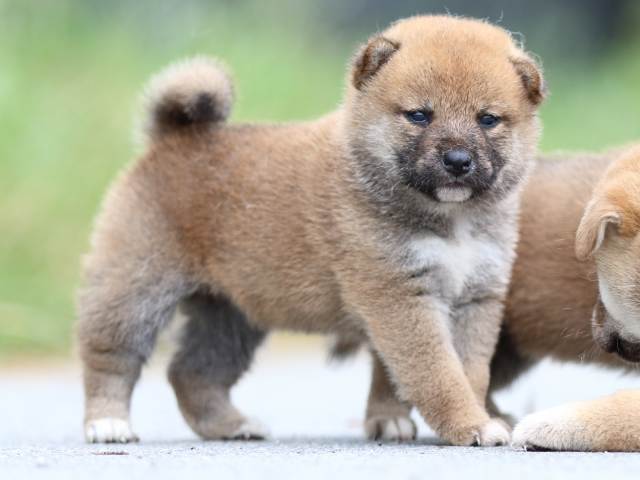 fp5a1431-puppy fp5a1431-puppy