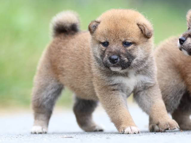 fp5a1435-puppy fp5a1435-puppy