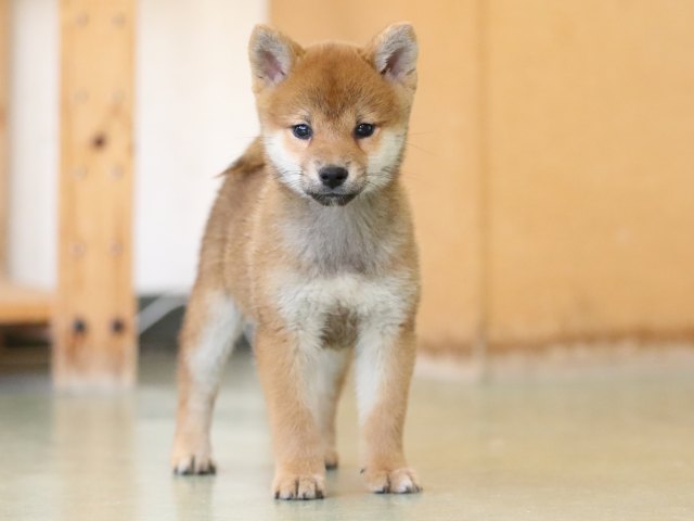 fp5a1467-puppy fp5a1467-puppy