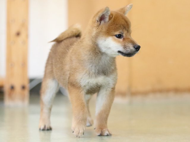 fp5a1478-puppy fp5a1478-puppy