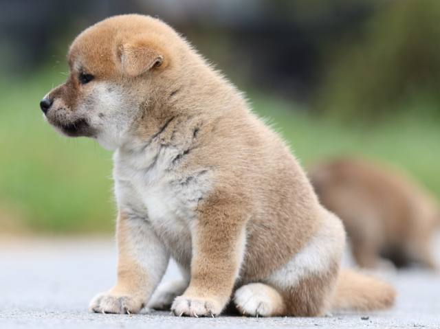 fp5a1479-puppy fp5a1479-puppy