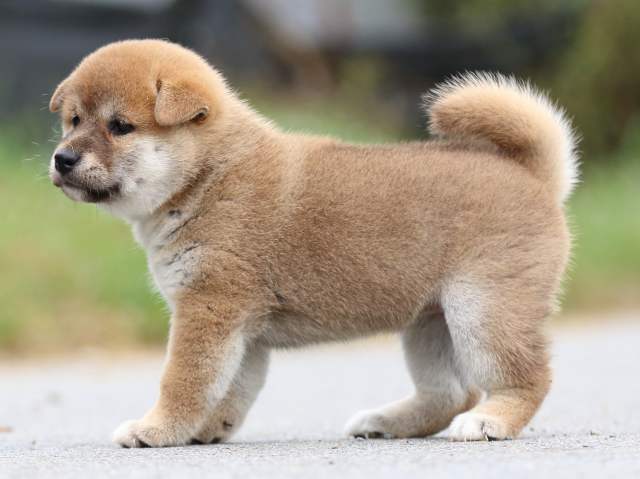 fp5a1482-puppy fp5a1482-puppy