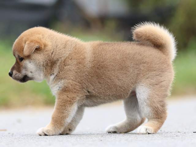 fp5a1486-puppy fp5a1486-puppy