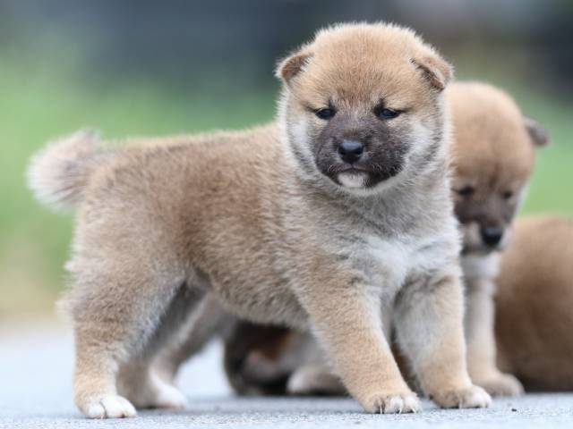 fp5a1513-puppy fp5a1513-puppy