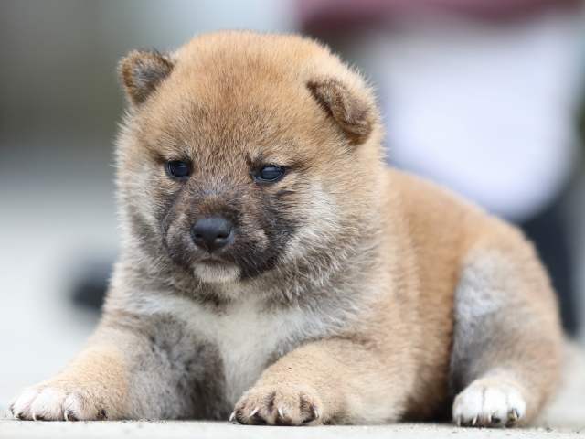 fp5a1534-puppy fp5a1534-puppy