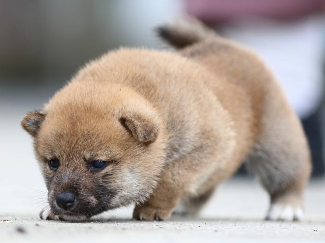 fp5a1543-puppy fp5a1543-puppy