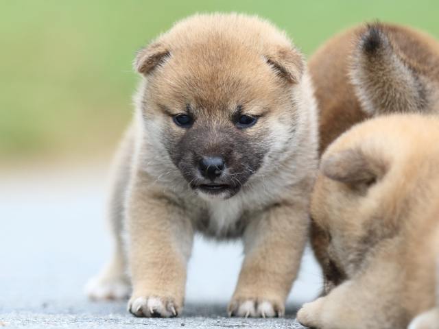 fp5a1593-puppy fp5a1593-puppy