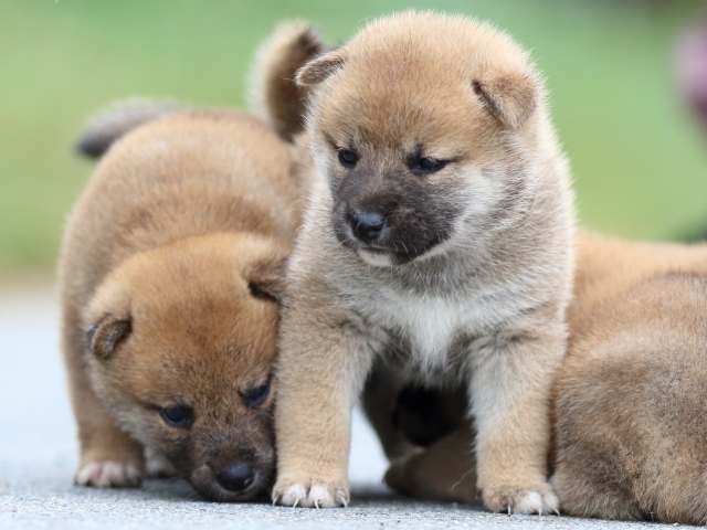 fp5a1609-puppy fp5a1609-puppy