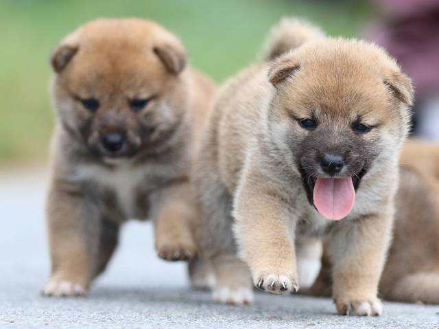 fp5a1625-puppy fp5a1625-puppy
