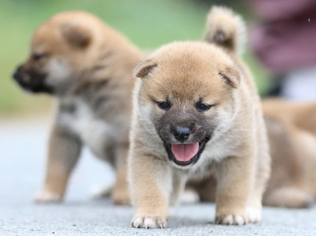 fp5a1629-puppy fp5a1629-puppy