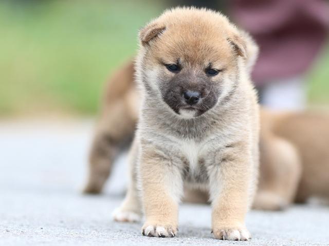 fp5a1639-puppy fp5a1639-puppy