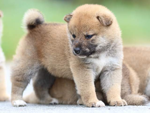 fp5a1683-puppy fp5a1683-puppy