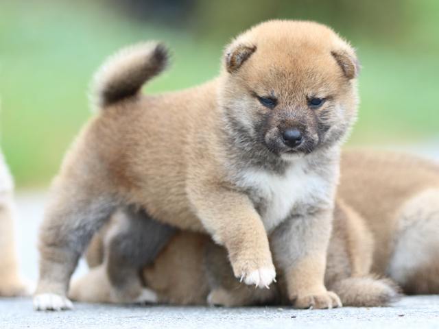 fp5a1687-puppy fp5a1687-puppy
