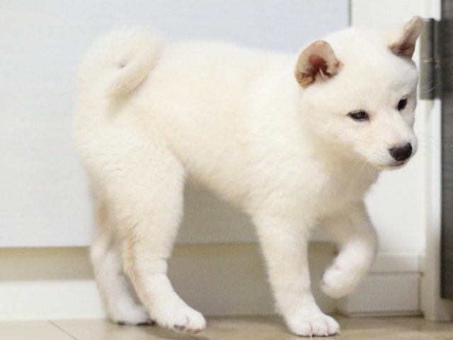 fp5a2189-puppy fp5a2189-puppy