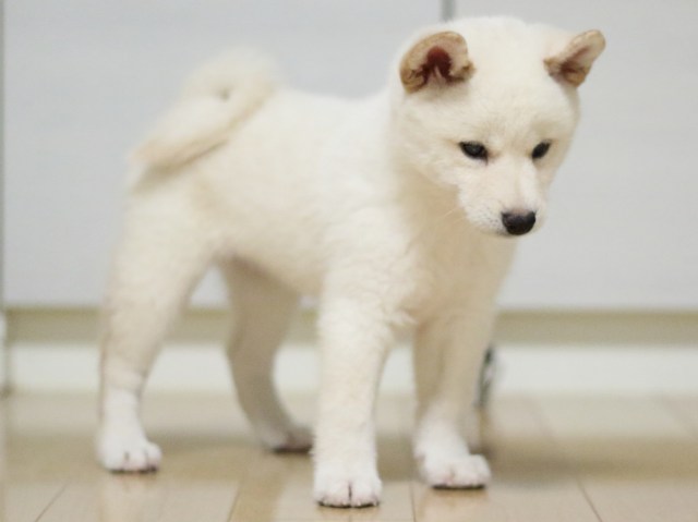 fp5a2451-puppy fp5a2451-puppy