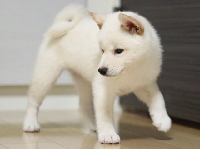 fp5a2484-puppy fp5a2484-puppy