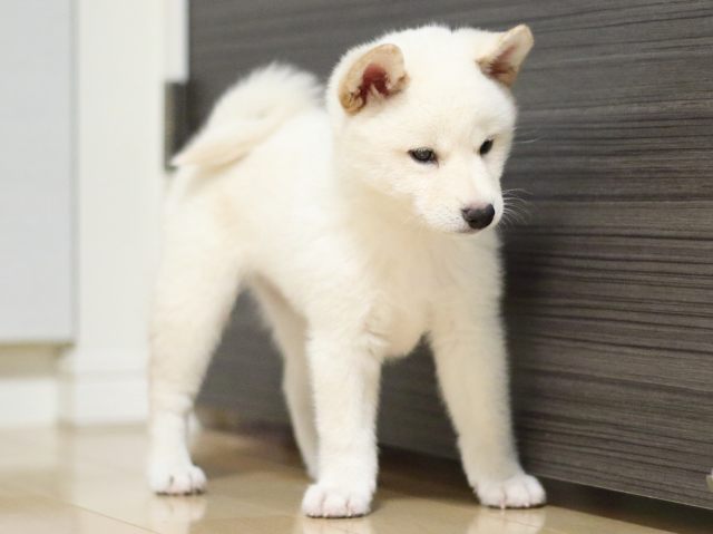 fp5a2500-puppy fp5a2500-puppy