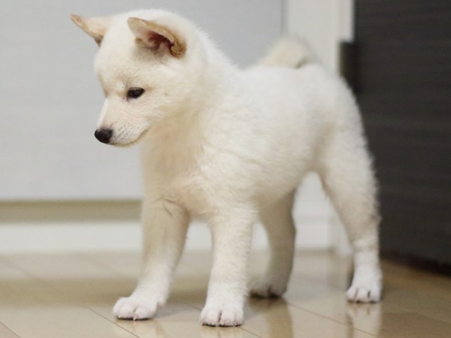 fp5a2514-puppy fp5a2514-puppy