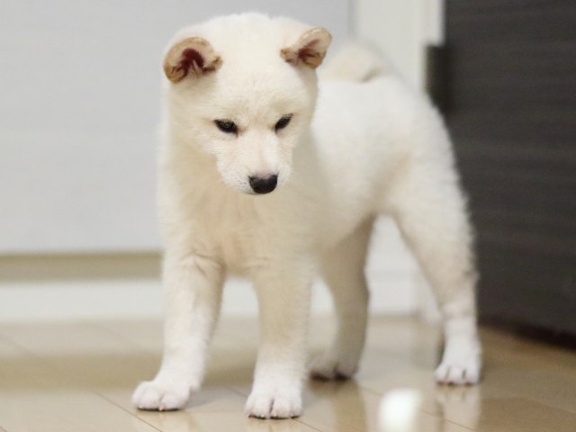 fp5a2515-puppy fp5a2515-puppy