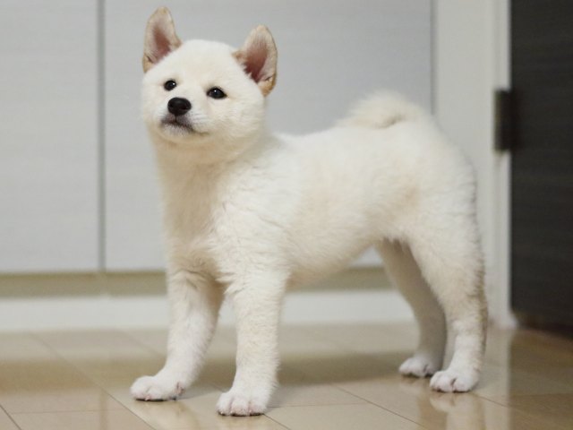fp5a2525-puppy fp5a2525-puppy