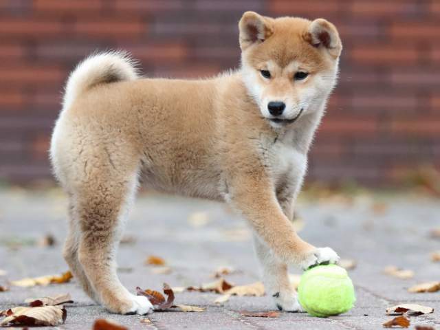 fp5a2652-puppy fp5a2652-puppy