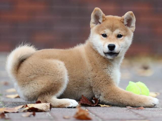 fp5a2658-puppy fp5a2658-puppy
