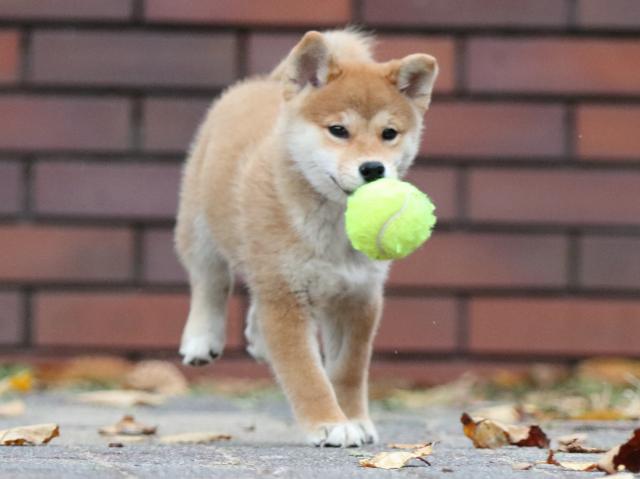 fp5a2688-puppy fp5a2688-puppy