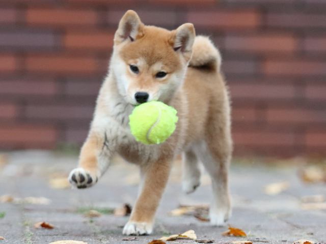 fp5a2698-puppy fp5a2698-puppy