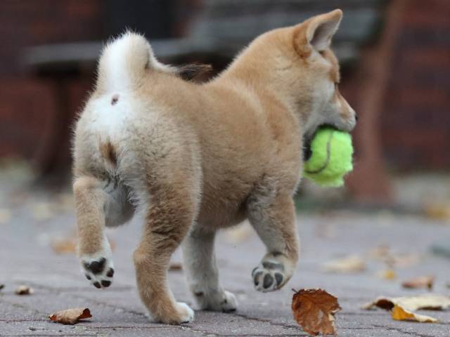 fp5a2741-puppy fp5a2741-puppy