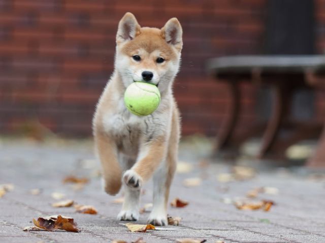 fp5a2769-puppy fp5a2769-puppy