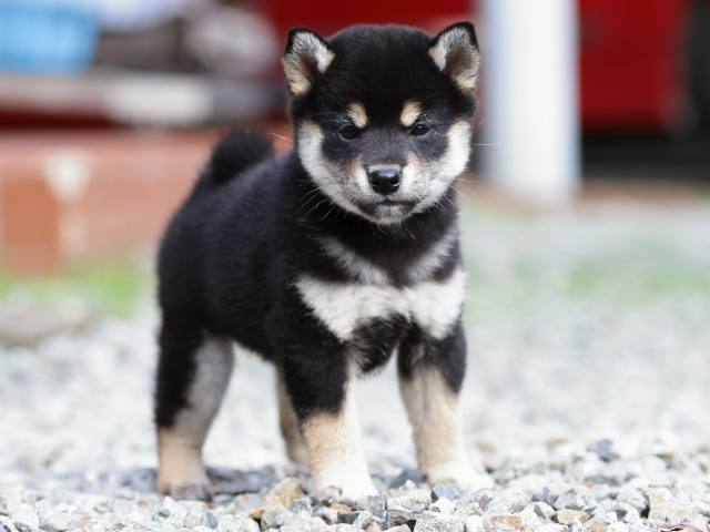 fp5a2835-puppy fp5a2835-puppy
