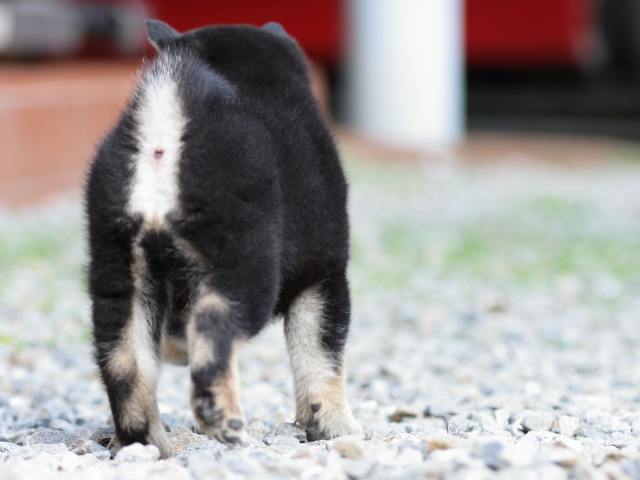 fp5a2838-puppy fp5a2838-puppy