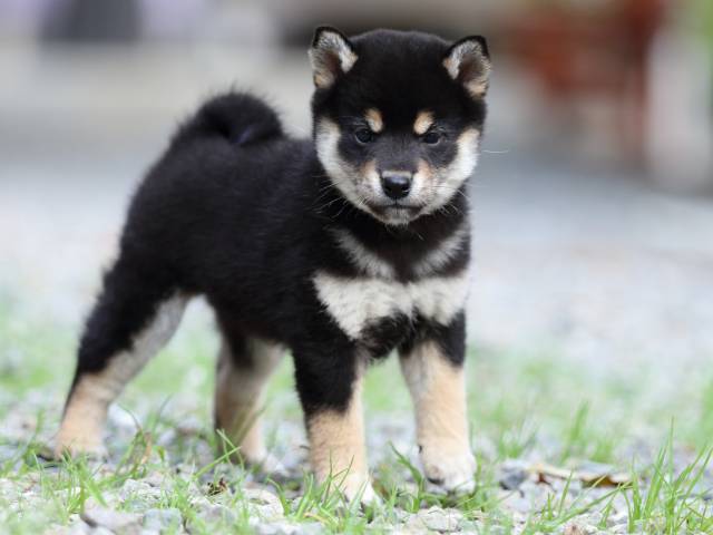 fp5a2851-puppy fp5a2851-puppy