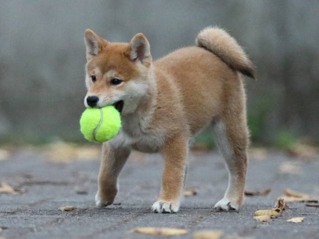 fp5a2861-puppy fp5a2861-puppy
