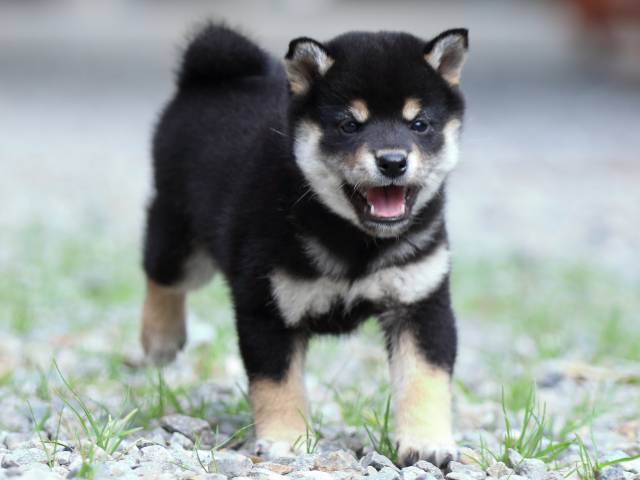 fp5a2879-puppy fp5a2879-puppy