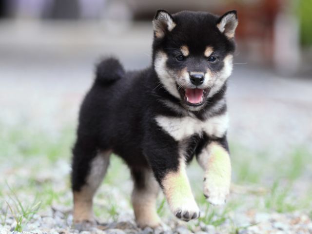 fp5a2881-puppy fp5a2881-puppy