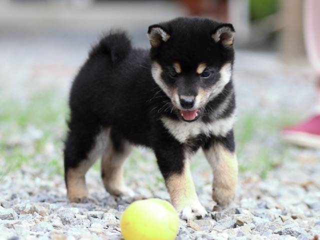 fp5a2885-puppy fp5a2885-puppy