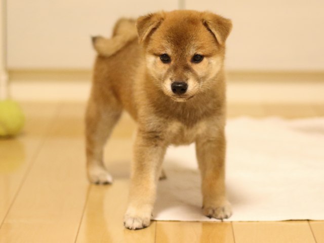 fp5a2950-puppy fp5a2950-puppy