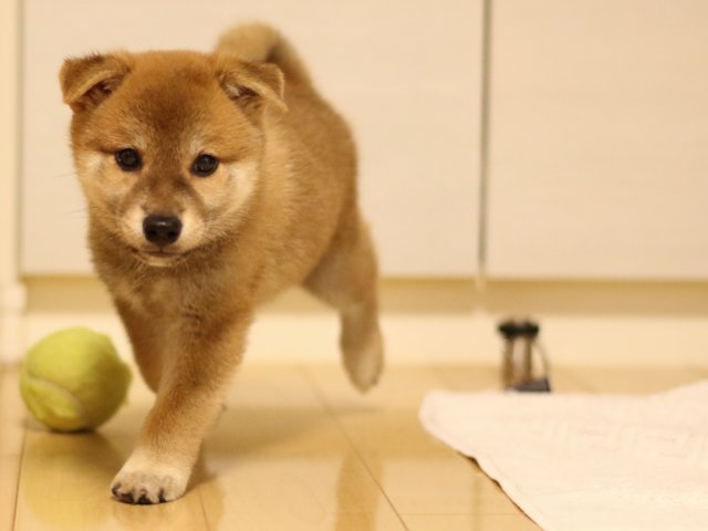 fp5a2965-puppy fp5a2965-puppy