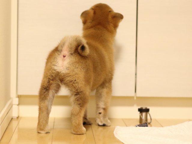 fp5a2994-puppy fp5a2994-puppy