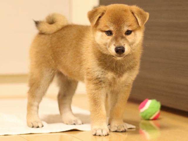 fp5a3129-puppy fp5a3129-puppy