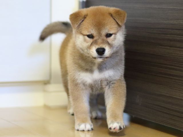 fp5a3172-puppy fp5a3172-puppy