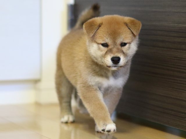 fp5a3174-puppy fp5a3174-puppy