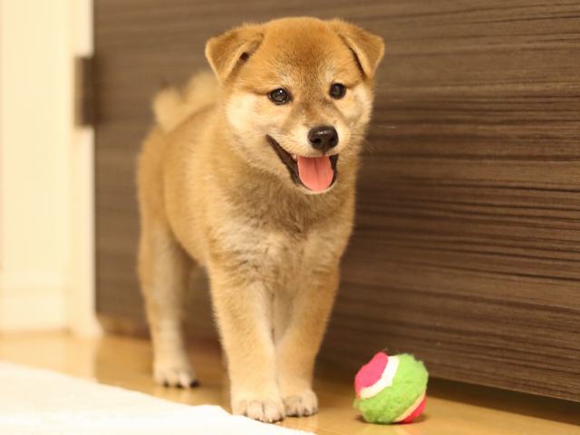 fp5a3183-puppy fp5a3183-puppy