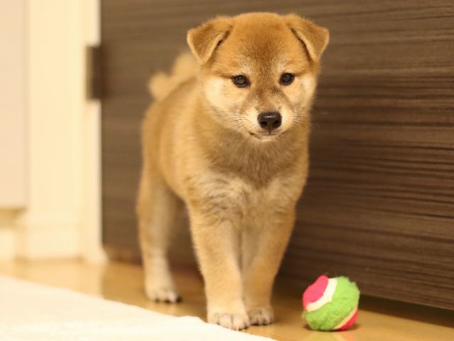 fp5a3193-puppy fp5a3193-puppy