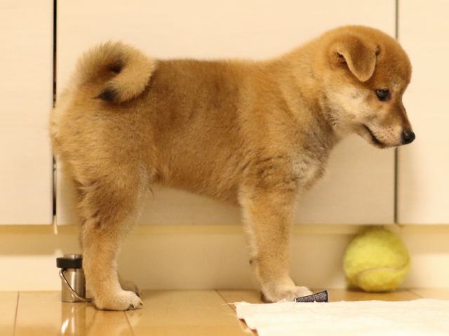 fp5a3209-puppy fp5a3209-puppy