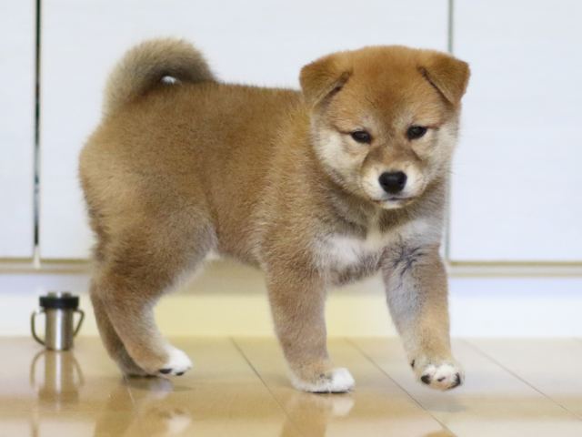 fp5a3237-puppy fp5a3237-puppy