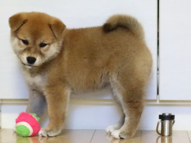 fp5a3338-puppy fp5a3338-puppy